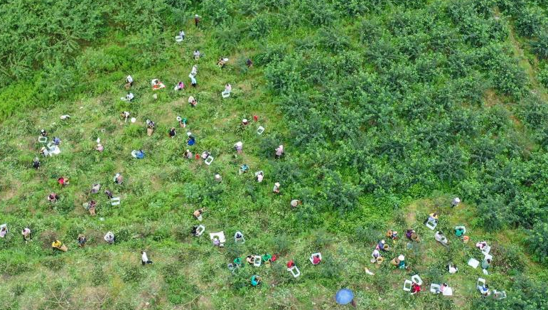 贵州务川：石漠荒山变金山银山